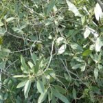Rhamnus integrifolia plant with glossy green leaves and red berries.