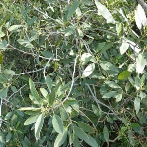 Rhamnus integrifolia plant with glossy green leaves and red berries.