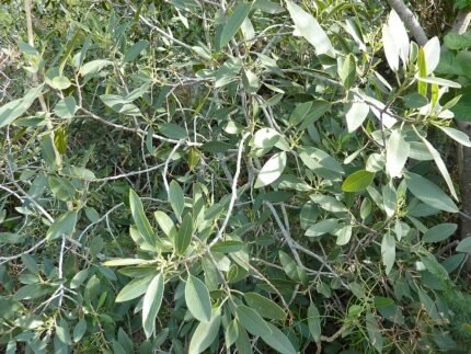 Rhamnus integrifolia plant with glossy green leaves and red berries.