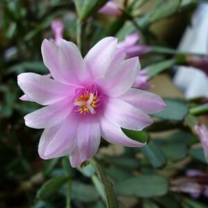 Sierlijke Schlumbergera rosea kamerplant met roze bloemen in bloei.