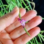 Rhipsalis hoelleri plant met slanke hangende stelen en kleine groene cilindervormige bladeren.