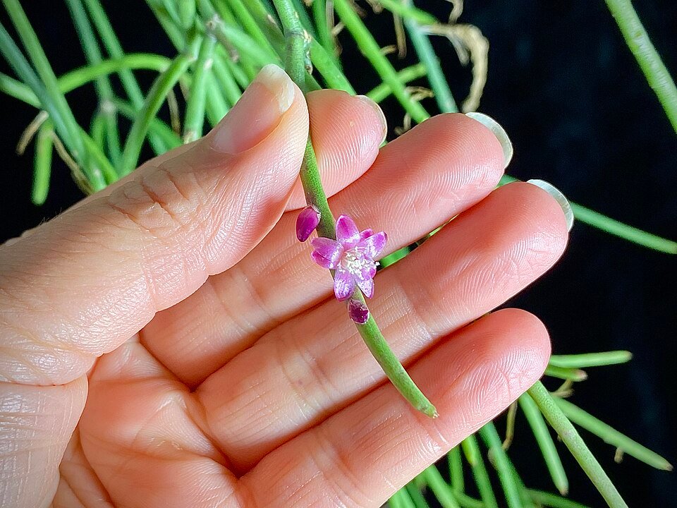 Rhipsalis hoelleri plant met slanke hangende stelen en kleine groene cilindervormige bladeren.