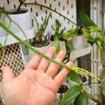 Rhipsalis sulcata cactus met lange, smalle groene stelen en witte bloemen in een pot.