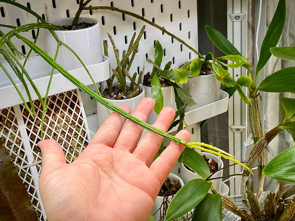 Rhipsalis sulcata cactus met lange, smalle groene stelen en witte bloemen in een pot.