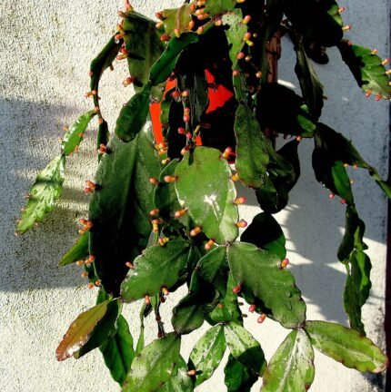 Rhipsalis elliptica plant met lange, slanke groene stelen en kleine witte bloemen.
