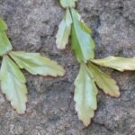 Pseudorhipsalis plant met langwerpige bladeren en hangende groeiwijze.