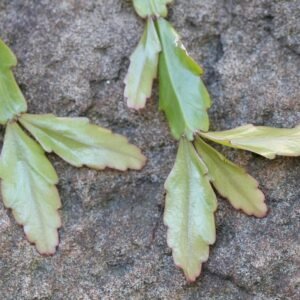 Pseudorhipsalis plant met langwerpige bladeren en hangende groeiwijze.
