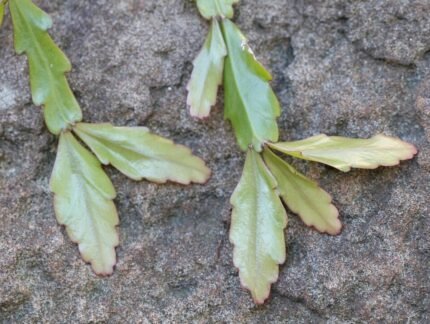 Pseudorhipsalis plant met langwerpige bladeren en hangende groeiwijze.