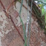 Rhipsalis pacheco-leonis, groene hangende cactus met lange dunne stelen en witte bloemen.