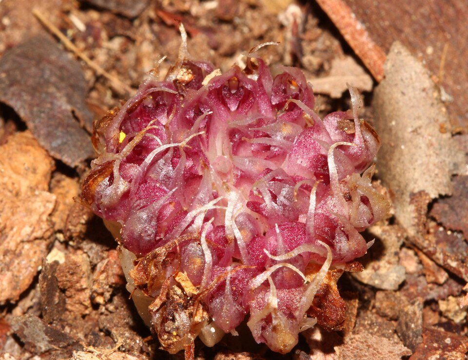 Zeldzame bloeiende orchidee Rhizanthella speciosa in natuurlijke habitat.
