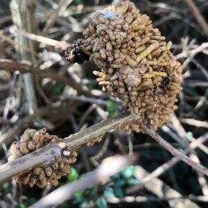 Rhodococcus fascians bacterie onder de microscoop, rood en wit.