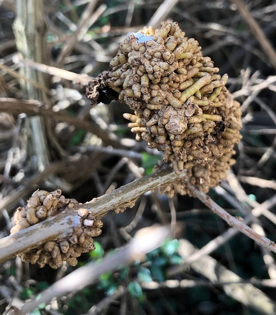 Rhodococcus fascians bacterie onder de microscoop, rood en wit.