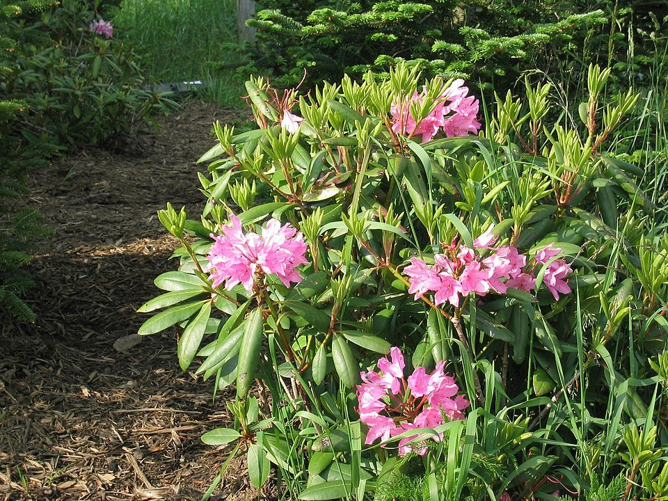 Rhododendron catawbiense bloemen in kleurrijke bloei.