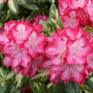 Rhododendron 'President Roosevelt' met heldere roze en witte bloemblaadjes.