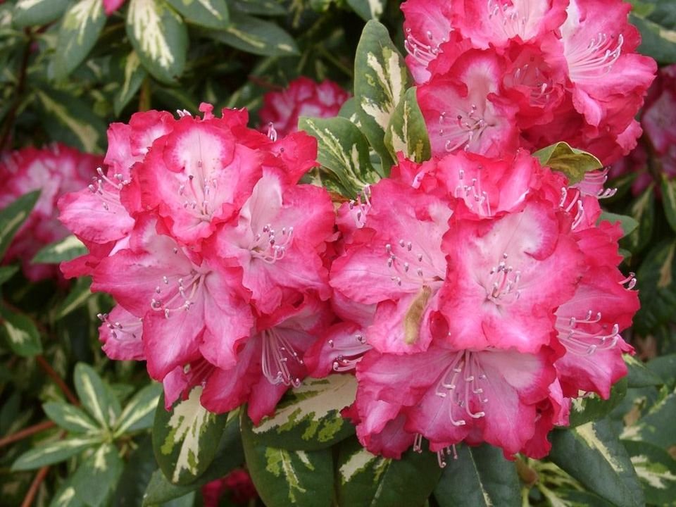 Rhododendron 'President Roosevelt' met heldere roze en witte bloemblaadjes.