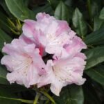 Rhododendron met roze bloemen in botanische tuin.