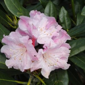 Rhododendron met roze bloemen in botanische tuin.