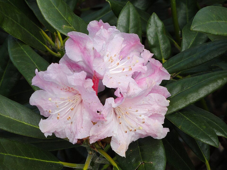 Rhododendron met roze bloemen in botanische tuin.
