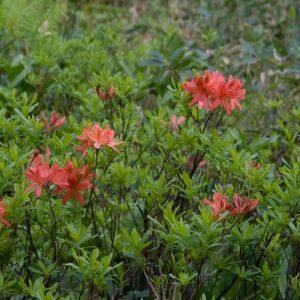 Rhododendron japonicum bloemen in roze en wit met groene bladeren.