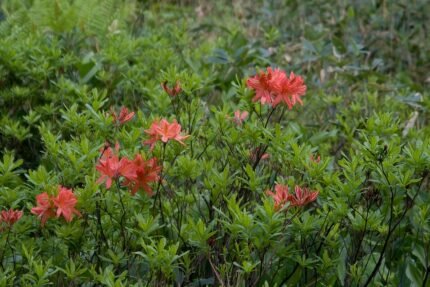 Rhododendron japonicum bloemen in roze en wit met groene bladeren.