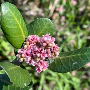Rhus integrifolia bloemen met groene bladeren op onscherpe achtergrond.