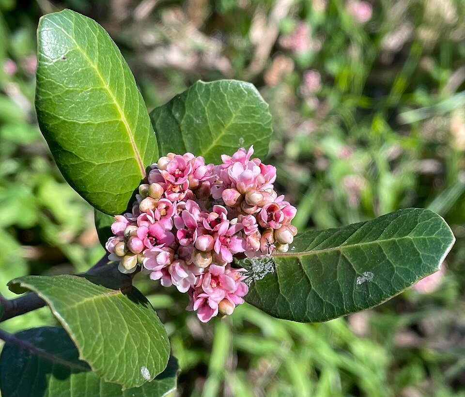 Rhus integrifolia bloemen met groene bladeren op onscherpe achtergrond.
