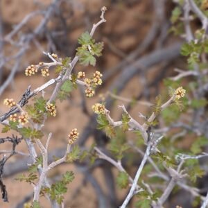 Rhus trilobata plant met groene drietallige bladeren en rode bessen op vage achtergrond.