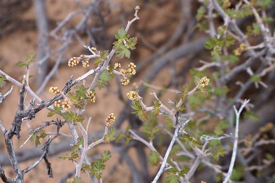 Rhus trilobata plant met groene drietallige bladeren en rode bessen op vage achtergrond.