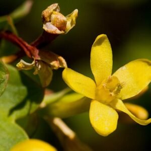 Gele Ribes struik met heldergele bloemen en groen blad.