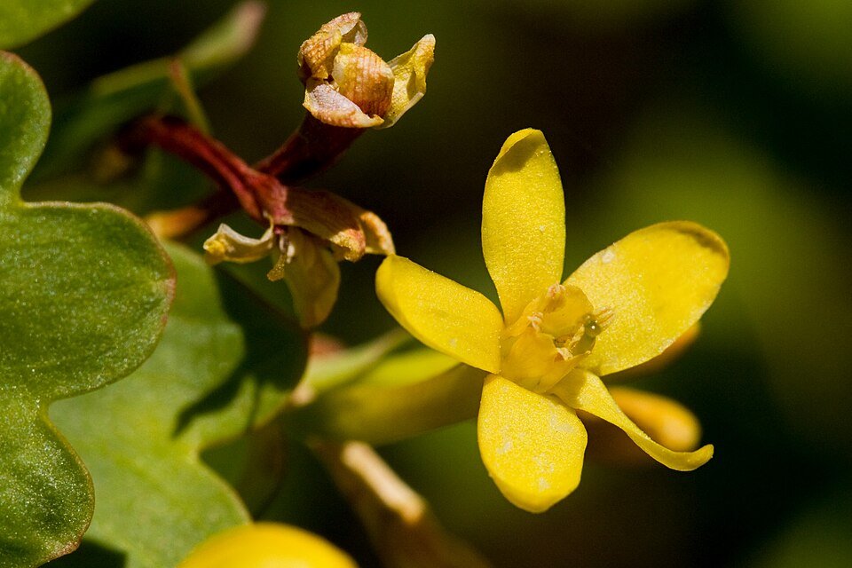 Gele Ribes struik met heldergele bloemen en groen blad.