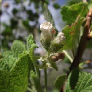 Bloeiende Ribes indecorum struik met geelgroene bloemen op groenbladerige achtergrond.