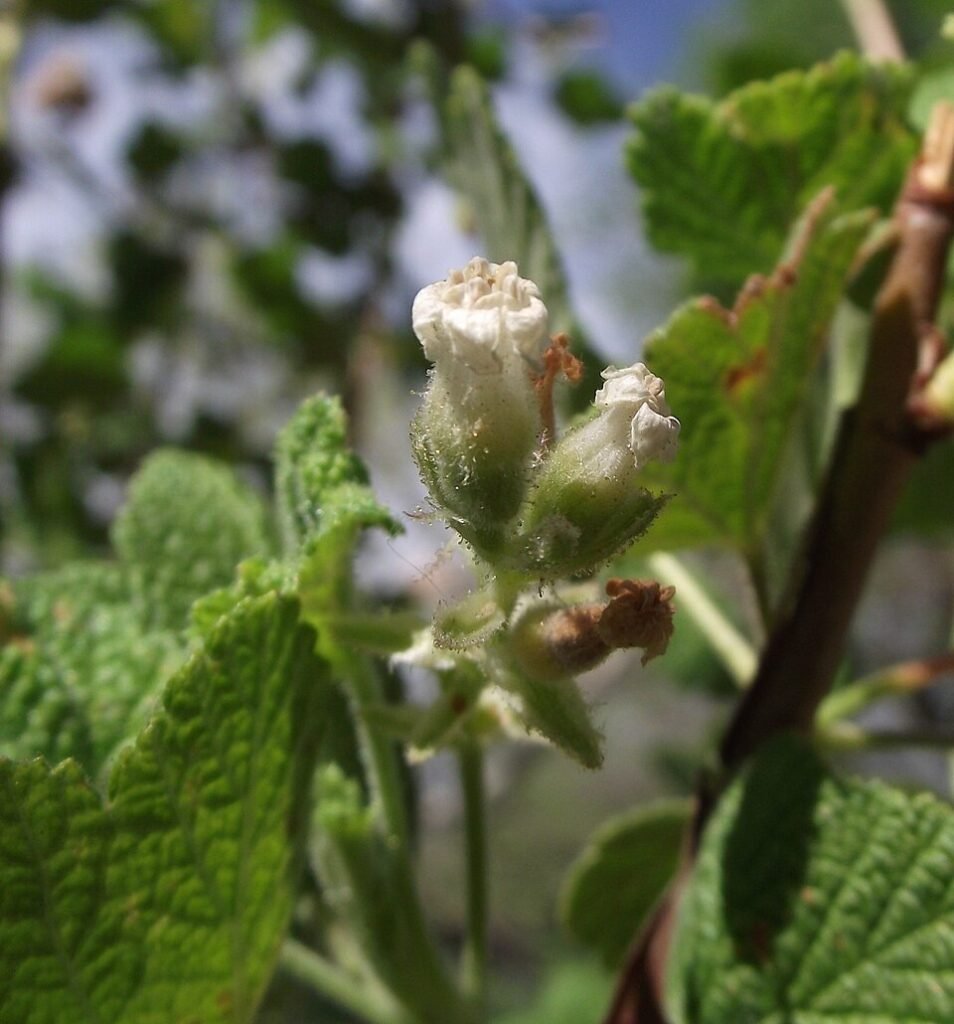 Bloeiende Ribes indecorum struik met geelgroene bloemen op groenbladerige achtergrond.