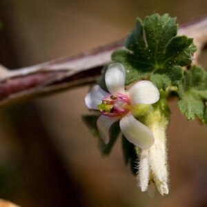 Ribes leptanthum plant met heldere gele bloemen en groen blad.