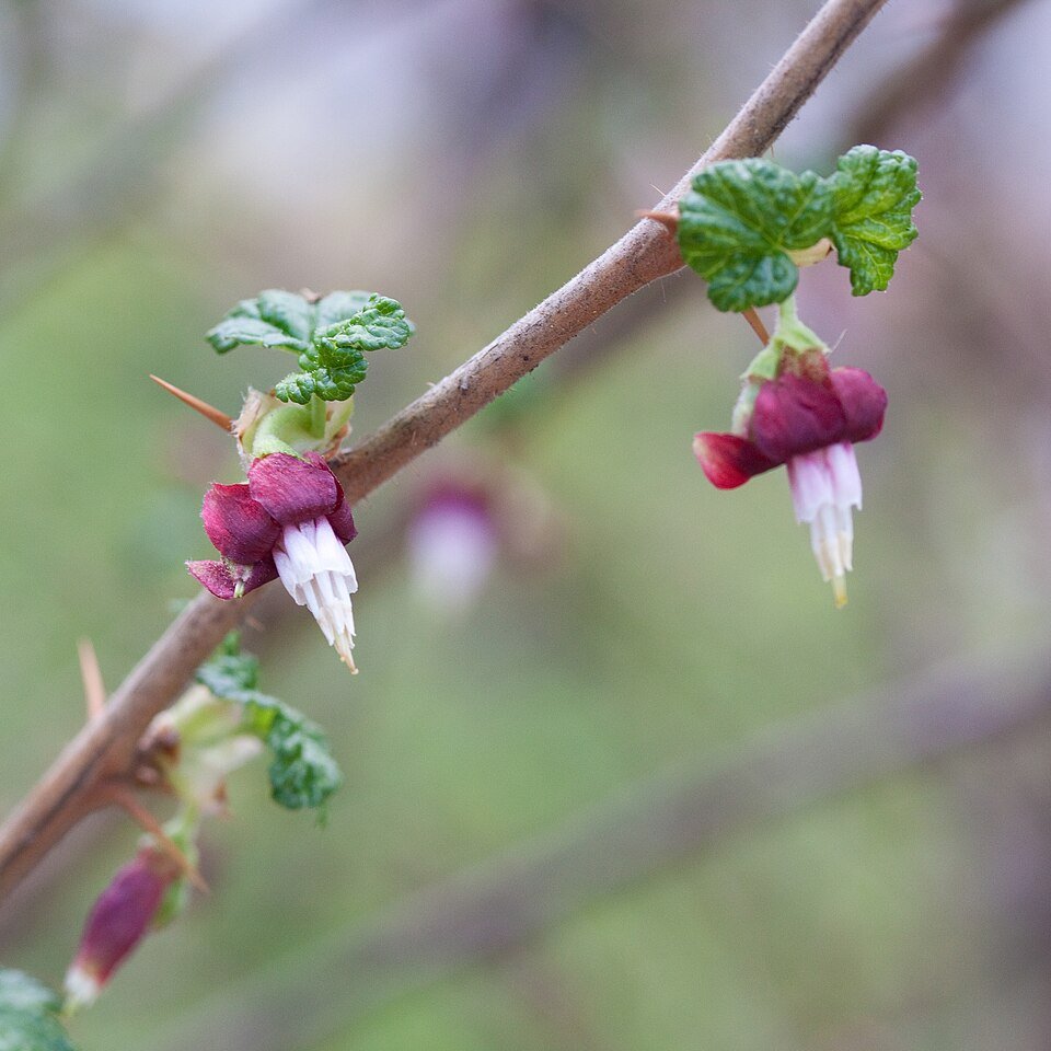 Witte bloemen van de Ribes menziesii struik op onscherpe achtergrond.