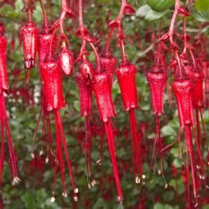 Bloeiende Ribes speciosum struik met rode bloemen en groen blad.