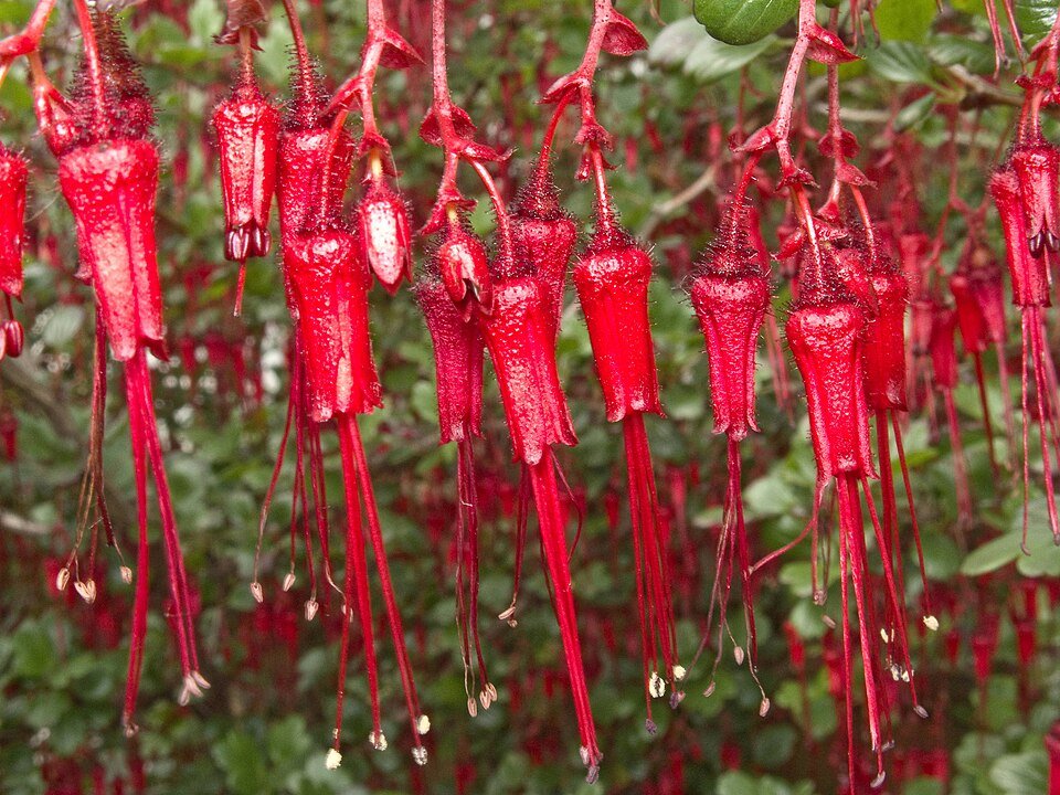 Bloeiende Ribes speciosum struik met rode bloemen en groen blad.
