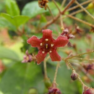 Bloeiende Ribes viburnifolium struik met lavendelkleurige bloemen en groene bladeren.