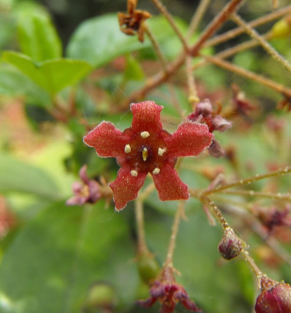 Bloeiende Ribes viburnifolium struik met lavendelkleurige bloemen en groene bladeren.