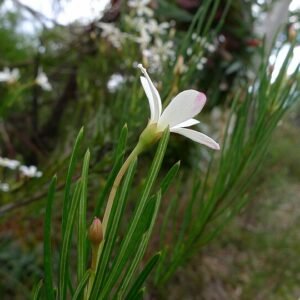 Ricinocarpos pinifolius plant with small white flowers and green foliage.