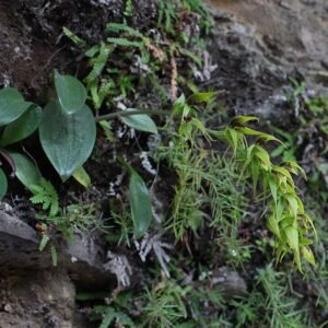 Elliptische hometrainer Rimacola in grijs en zwart, verstelbare zitting en digitaal display.