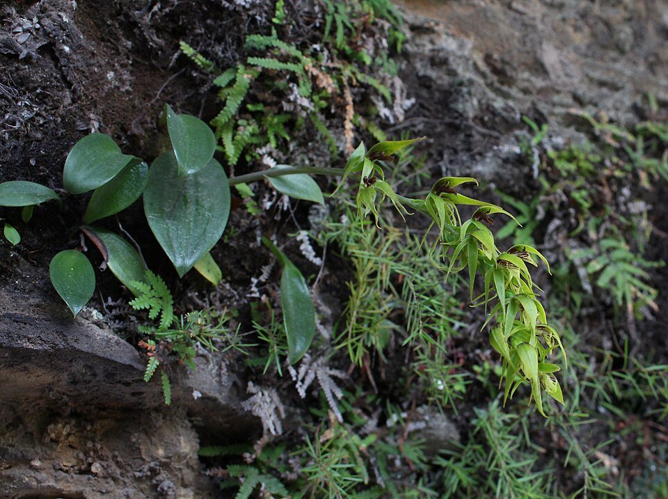 Elliptische hometrainer Rimacola in grijs en zwart, verstelbare zitting en digitaal display.