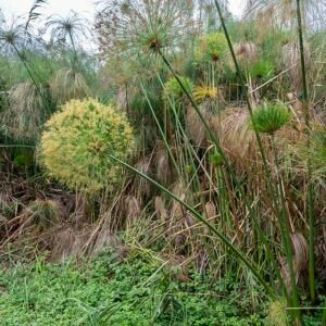 Papyrusriet aan de oevers van de rivier Ciane in Riserva Fiume Ciane-Saline.