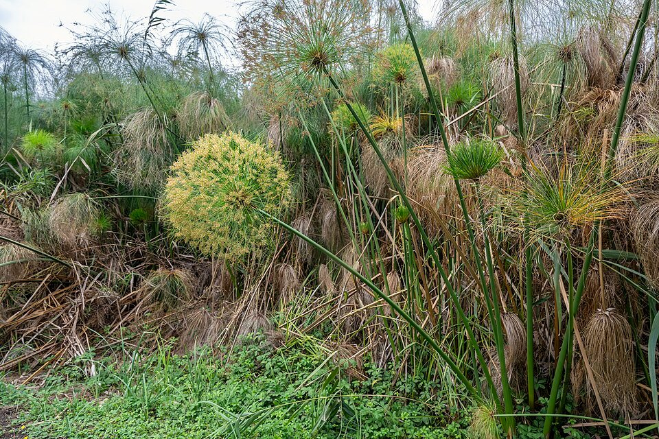 Papyrusriet aan de oevers van de rivier Ciane in Riserva Fiume Ciane-Saline.