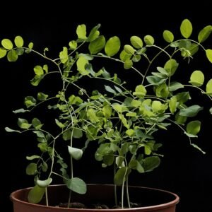 Robinia pseudoacacia boom met witte bloemen en groene bladeren.