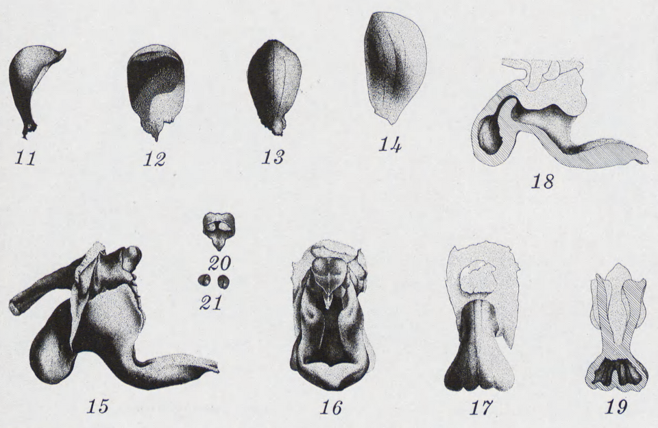 Detailed drawing of green Robiquetia pantherina orchid with leaves.