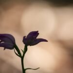 Rode bloem van Cephalanthera rubra op kleigrond, winterhard, halfschaduw tot schaduw.