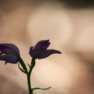 Rode bloem van Cephalanthera rubra op kleigrond, winterhard, halfschaduw tot schaduw.
