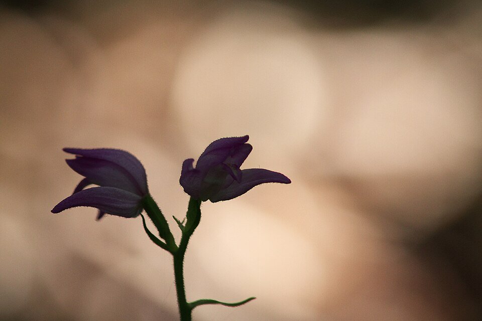 Rode bloem van Cephalanthera rubra op kleigrond, winterhard, halfschaduw tot schaduw.
