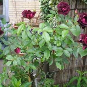 Diep rood Floribunda rozen in ijsachtige tinten.