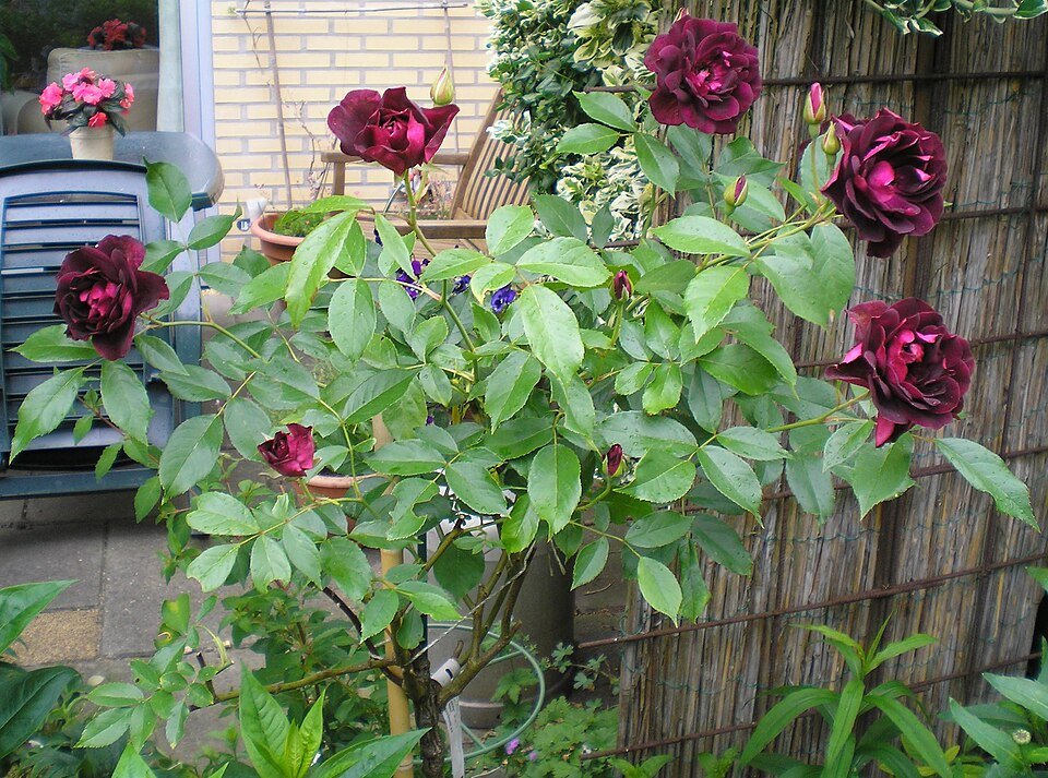 Diep rood Floribunda rozen in ijsachtige tinten.